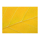 Autumn Leaf (Print Only) thumbnail