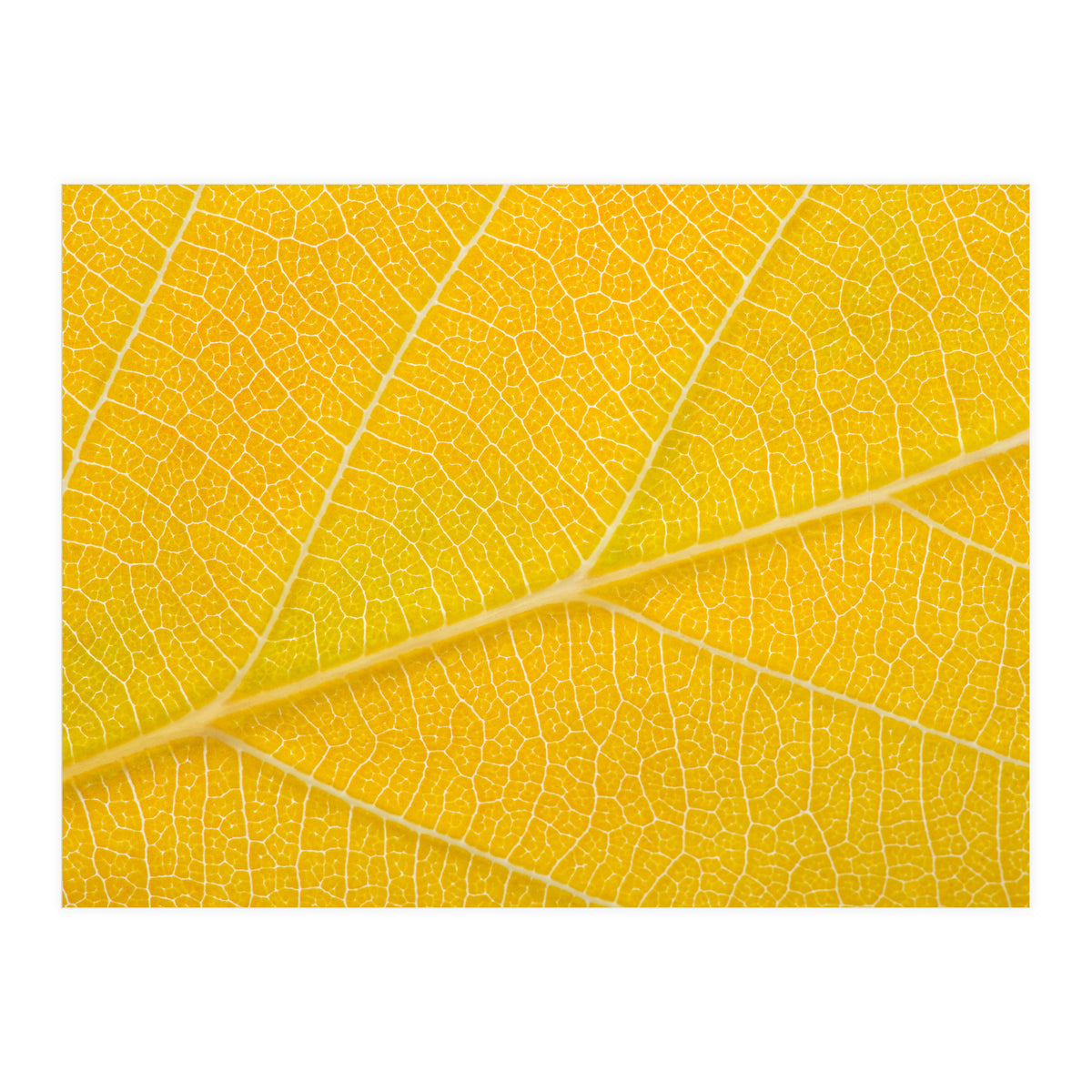 Autumn Leaf (Print Only)
