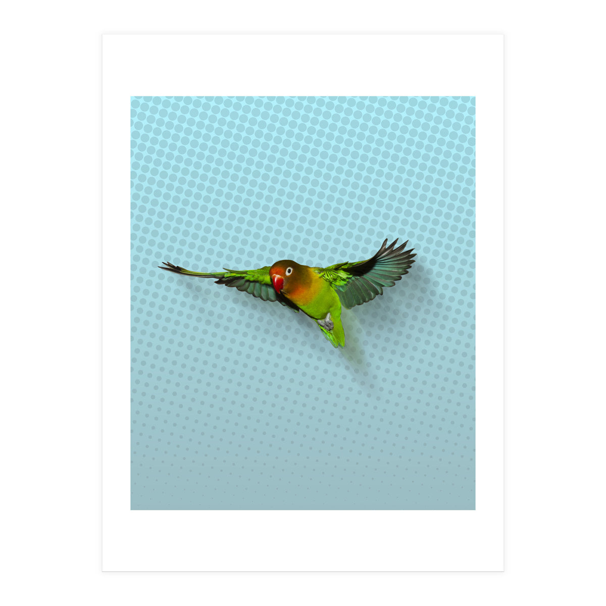 Flying lovebird (Print Only)