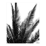 Black and White (Print Only) thumbnail