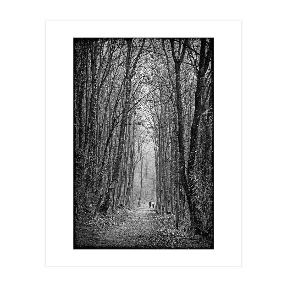 Forest path (Print Only)