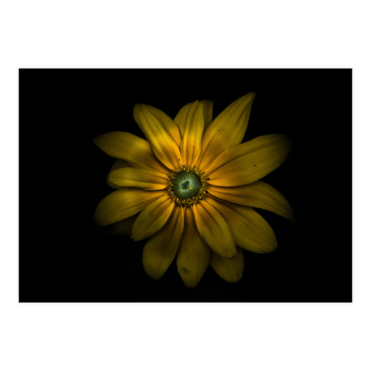 Backyard Flowers No 34 Color Version (Print Only)