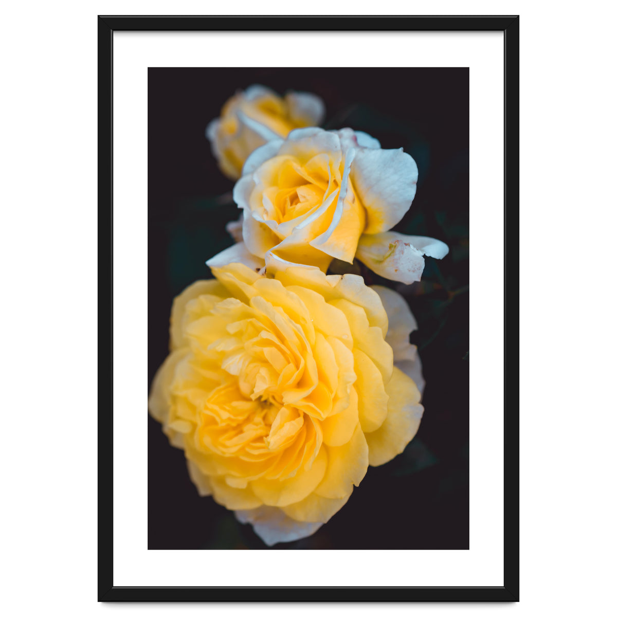 Yellow Rose