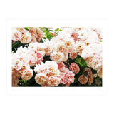 Roses (Print Only) thumbnail