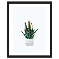 Snake Plant gold and green