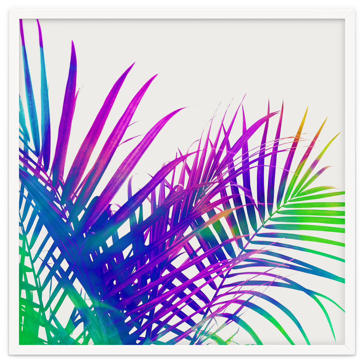Colorful Palm
