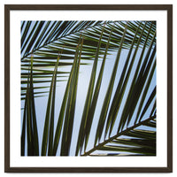 palm fronds