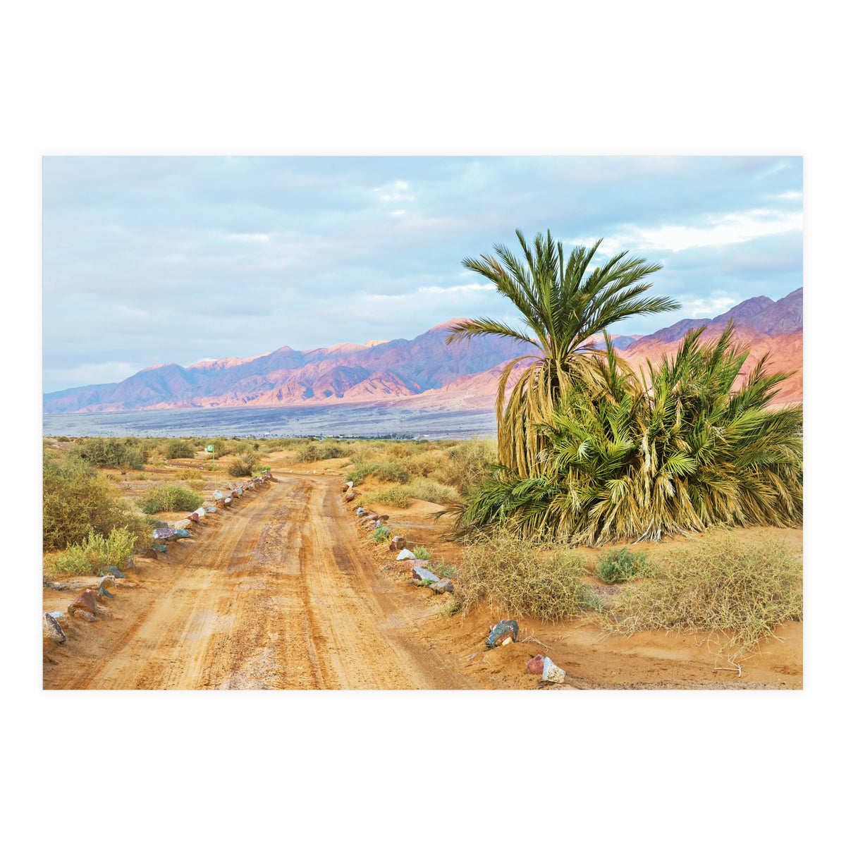 Joshua Tree (Print Only)