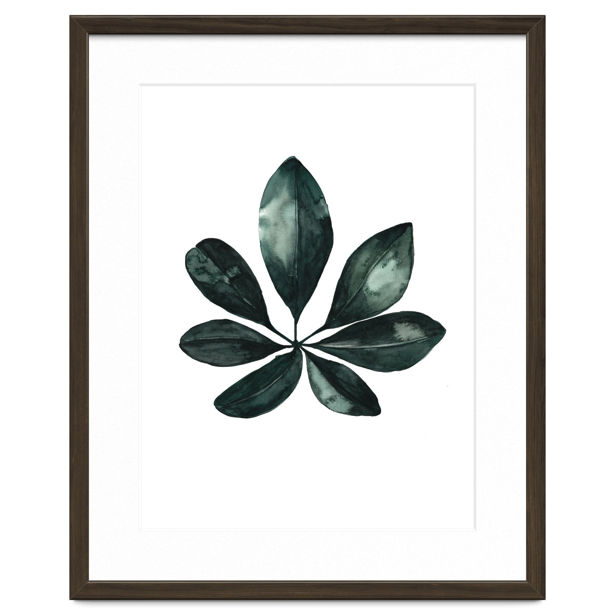 Botanical Illustration Arboricola Schefflera