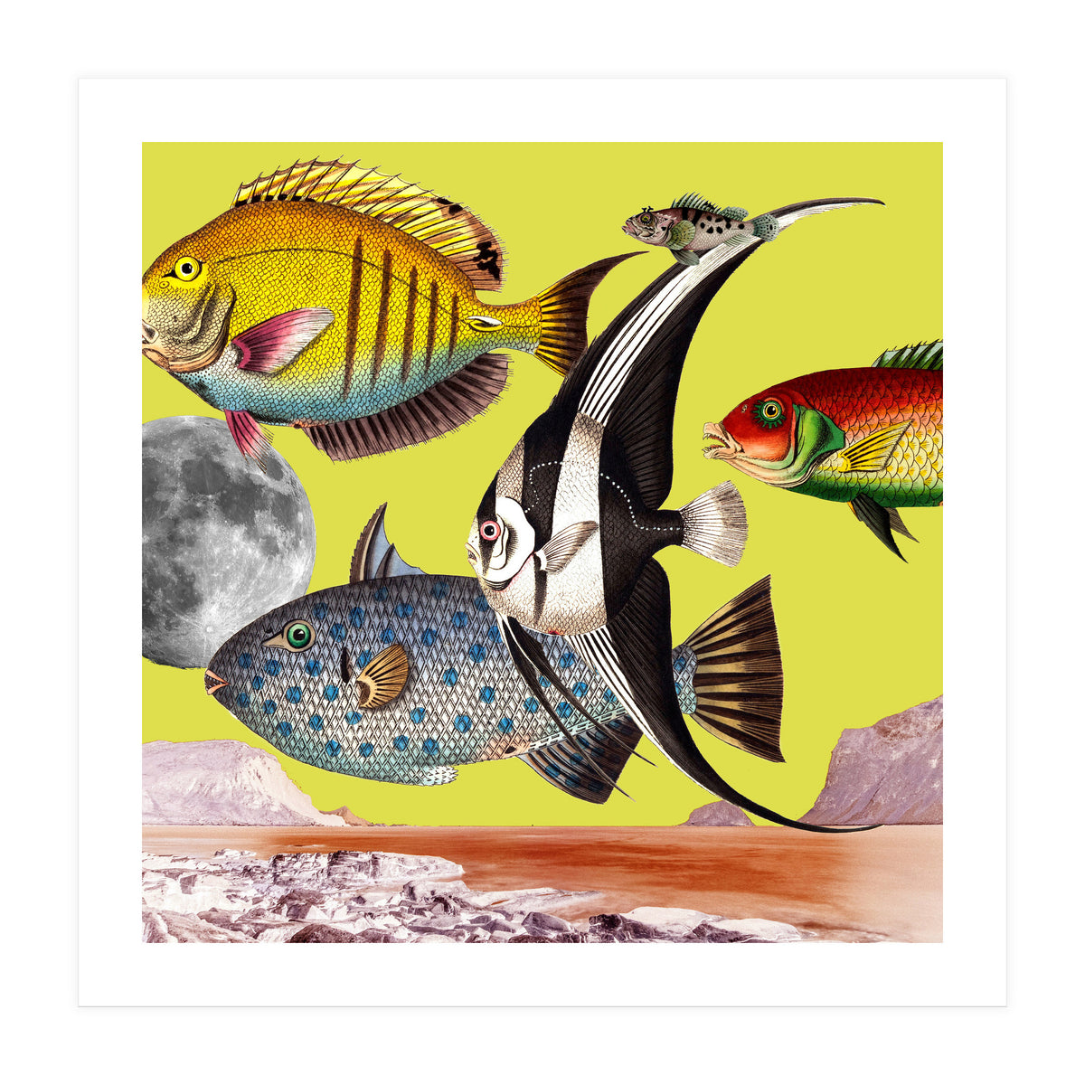 Plenty Of Fish In The Sea Yellow (Print Only)