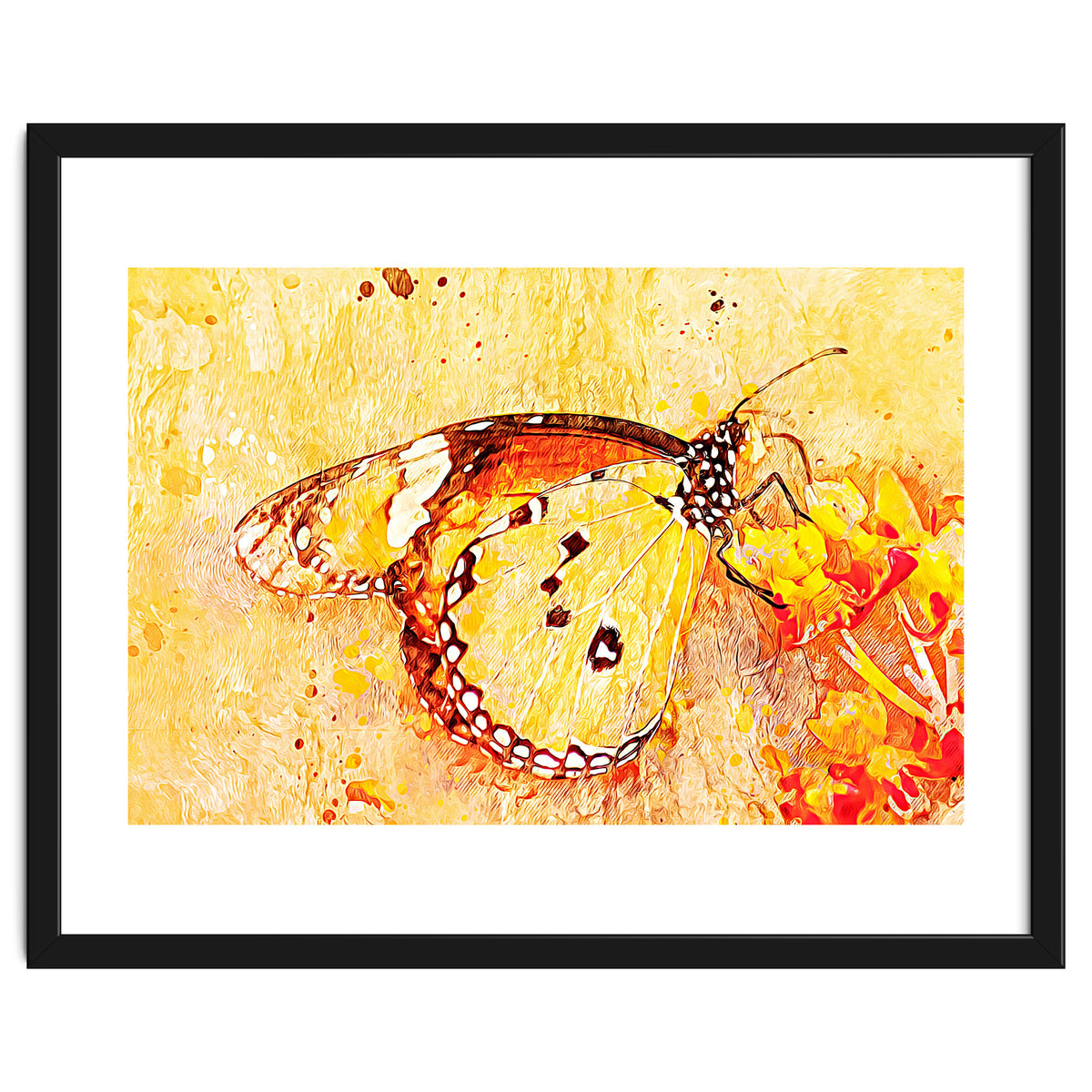 Butterfly On Aclepias