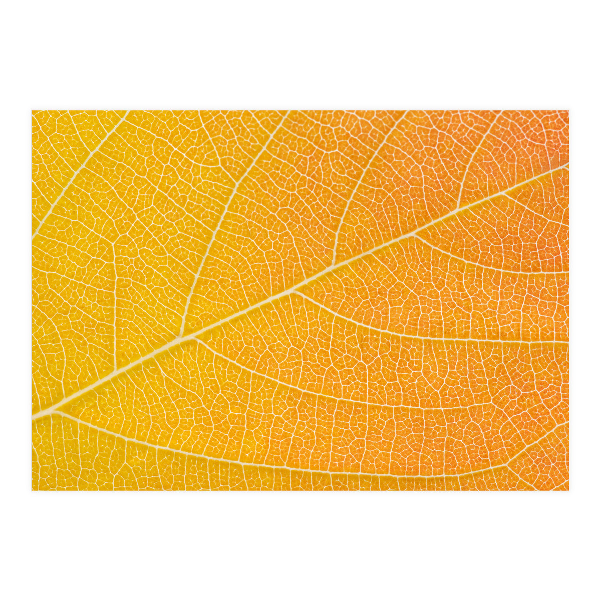 Autumn Leaf (Print Only)