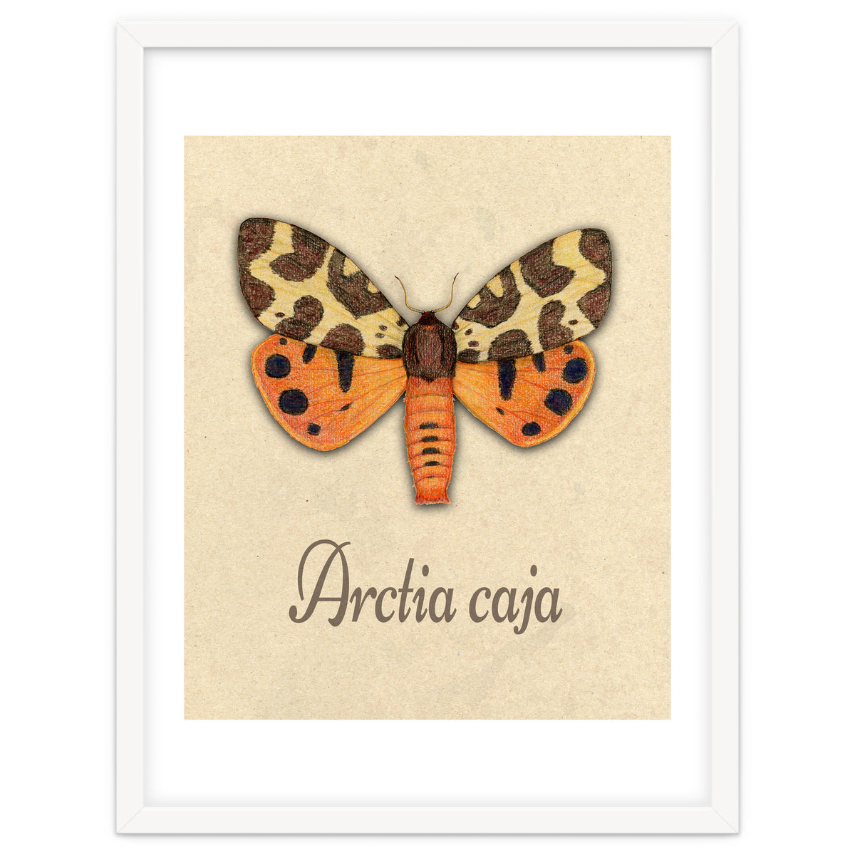 Garden tiger moth illustration