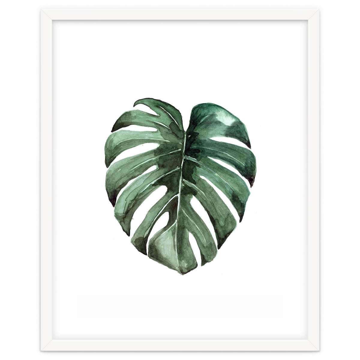 Botanical Illustration Monstera Deliciosa