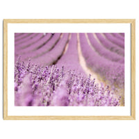 Lavender Happiness