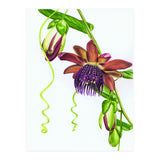 Giant Granadilla (Print Only) thumbnail