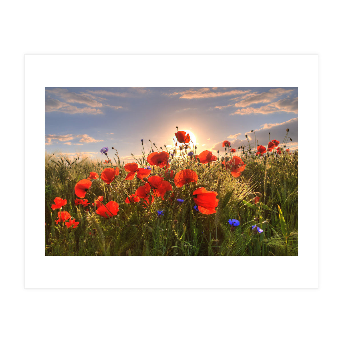 Poppies Light (Print Only)