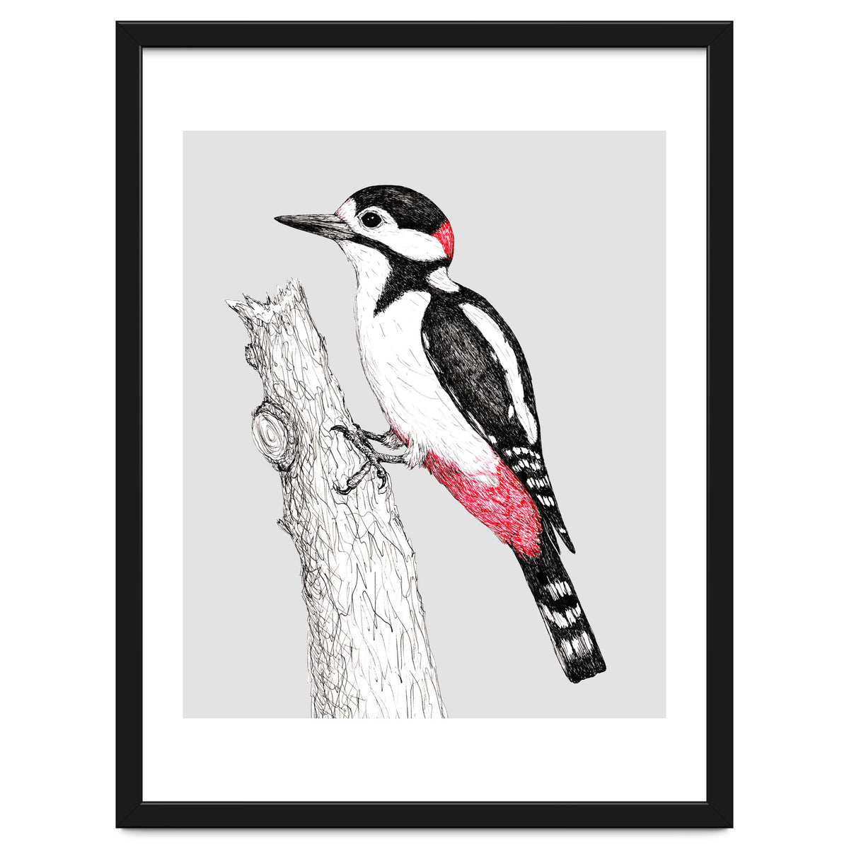 Great spotted woodpecker