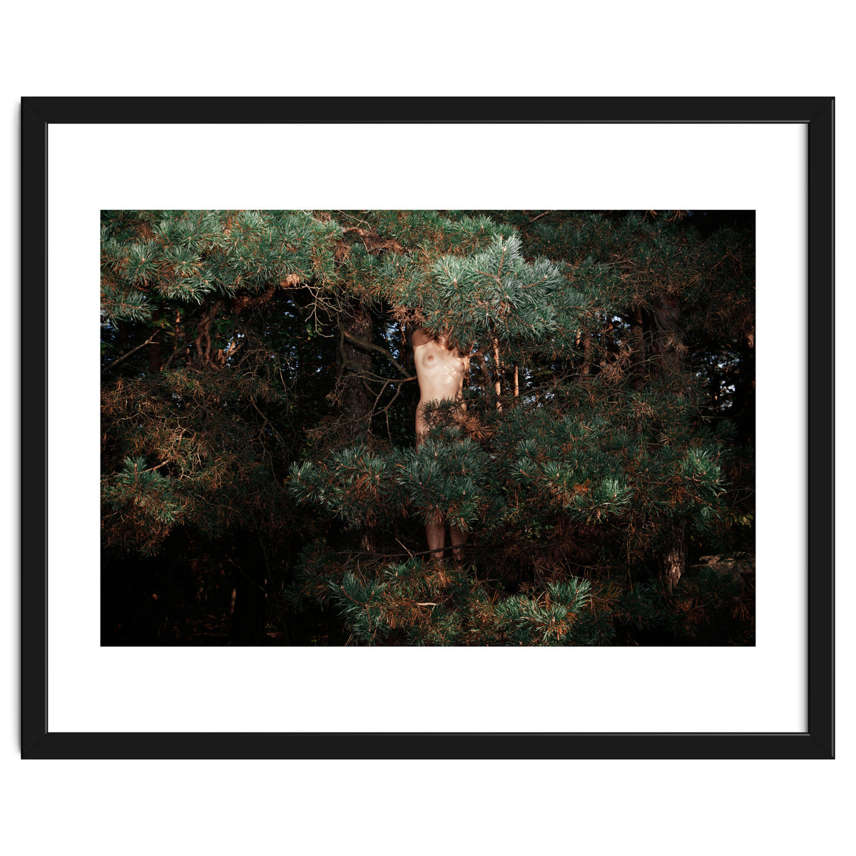 The Eyes of the Forest