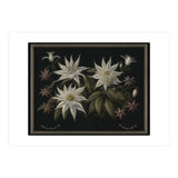 Edelweiss Vintage Illustration (Print Only) thumbnail