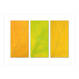 Autumn Leaves (Print Only) thumbnail