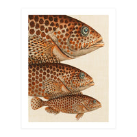 Fish Classic Designs 6 (Print Only)