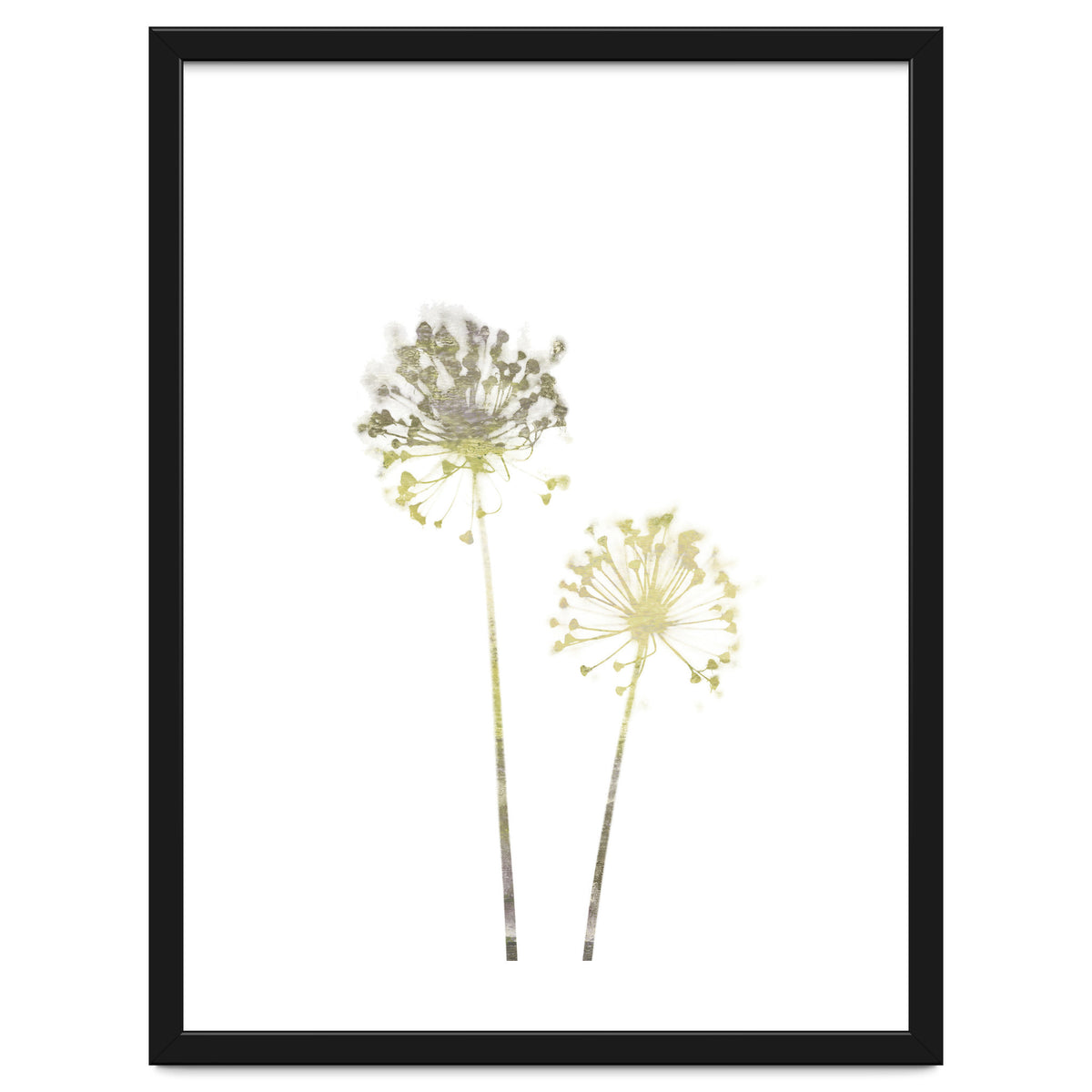 Neutral Dandelions