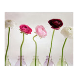 Ranunkulus (Print Only) thumbnail