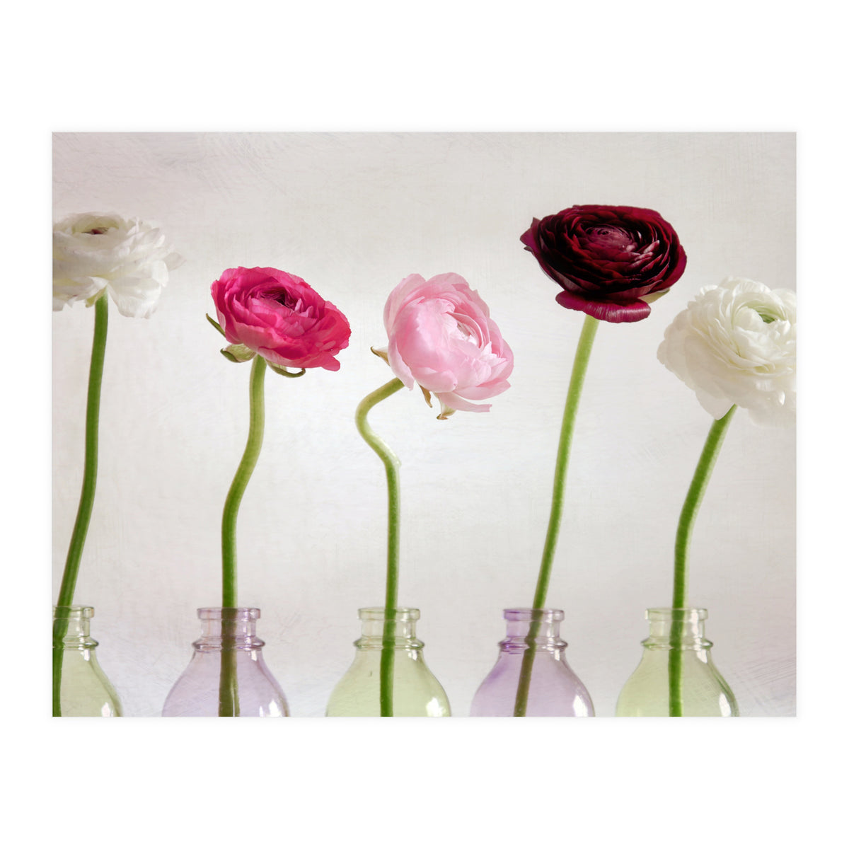 Ranunkulus (Print Only)