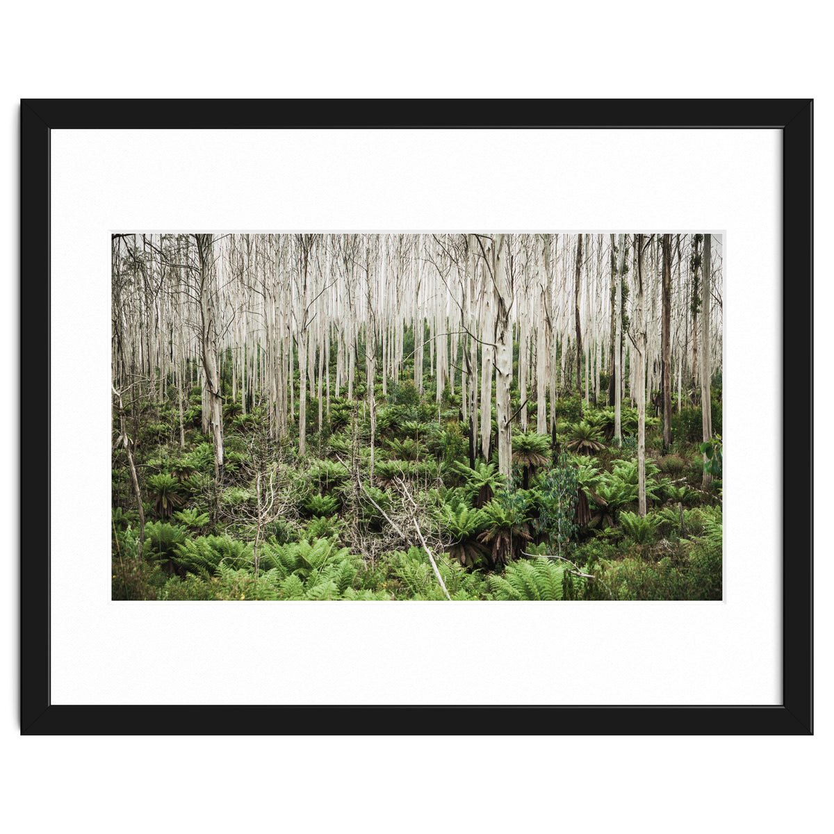 Forest After The Fire