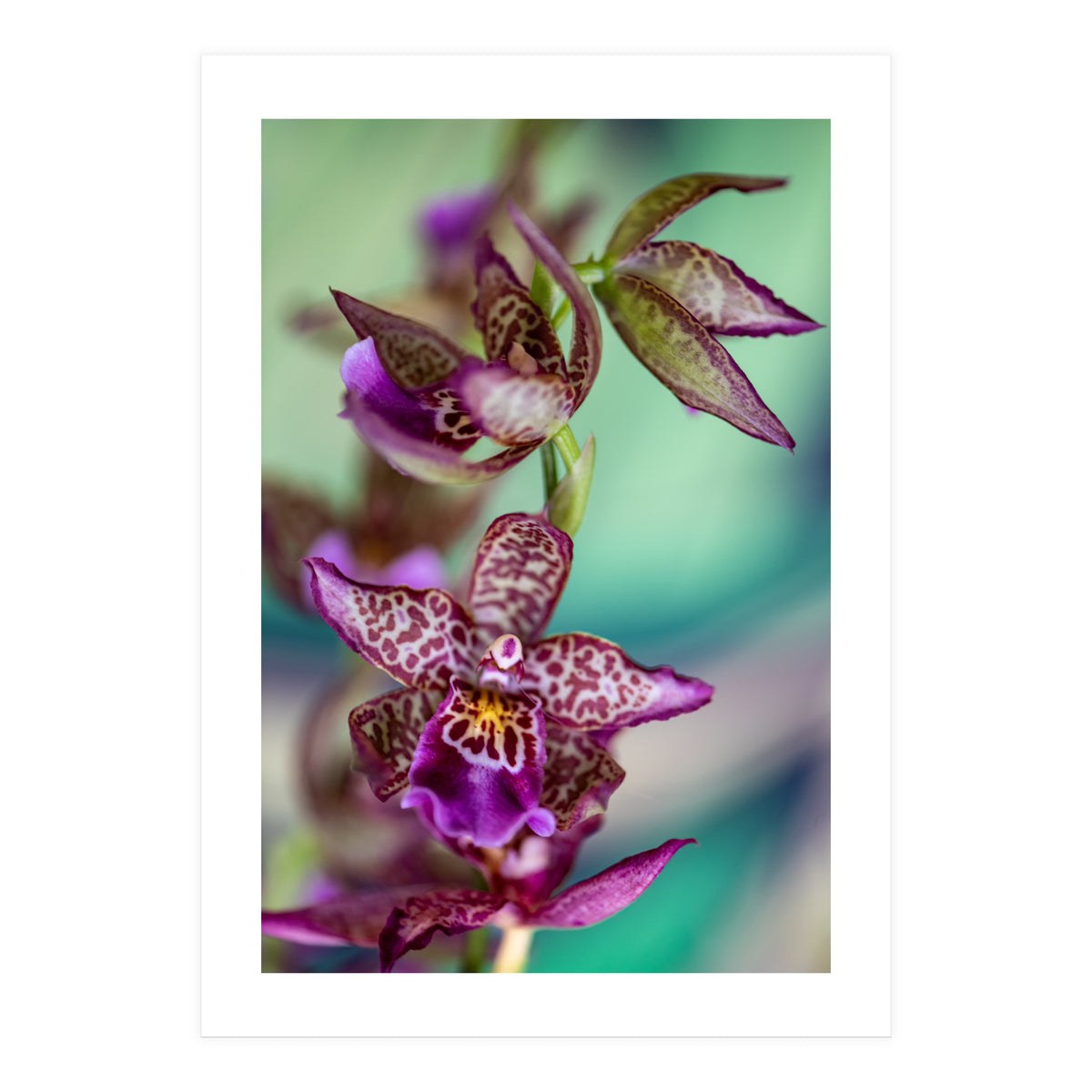 Orchidee Flower (Print Only)