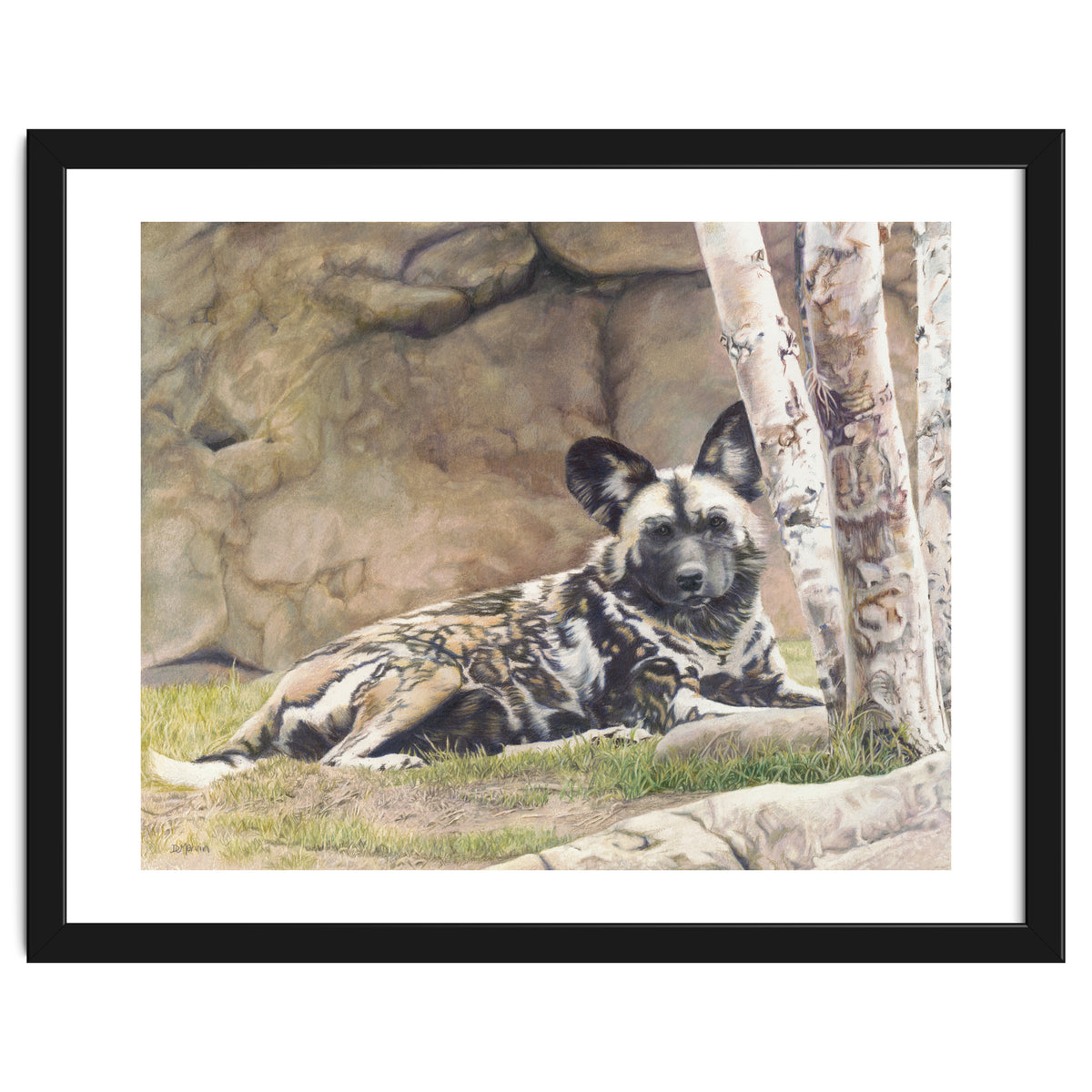 Afican Painted Dog IV - Imara