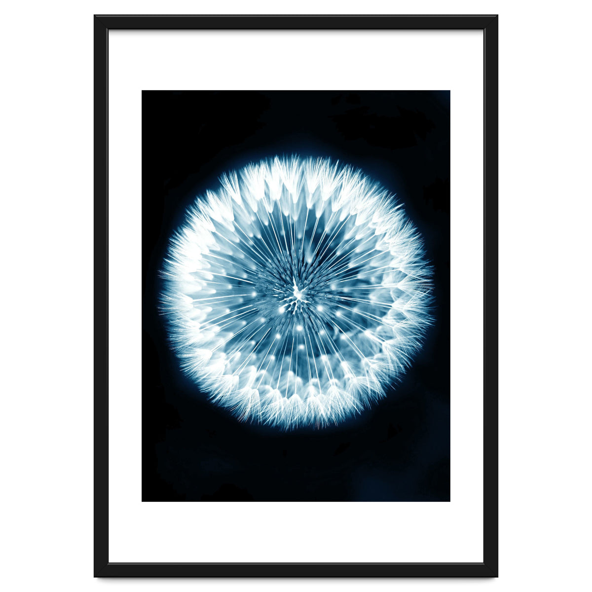 Taraxacum Officinale