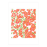 Bougainvillea Blush (Print Only) thumbnail