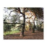 Pine Trees (Print Only) thumbnail