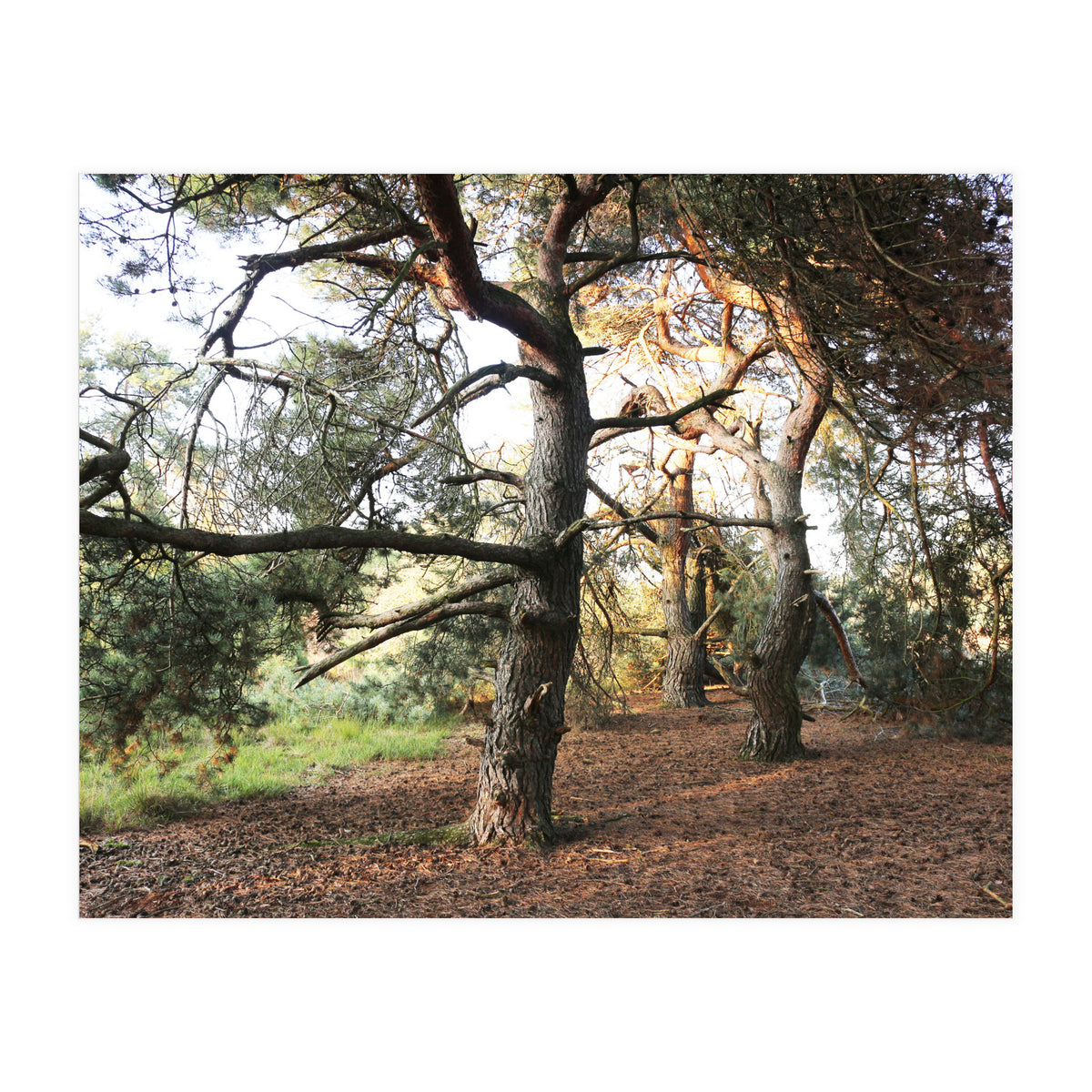 Pine Trees (Print Only)