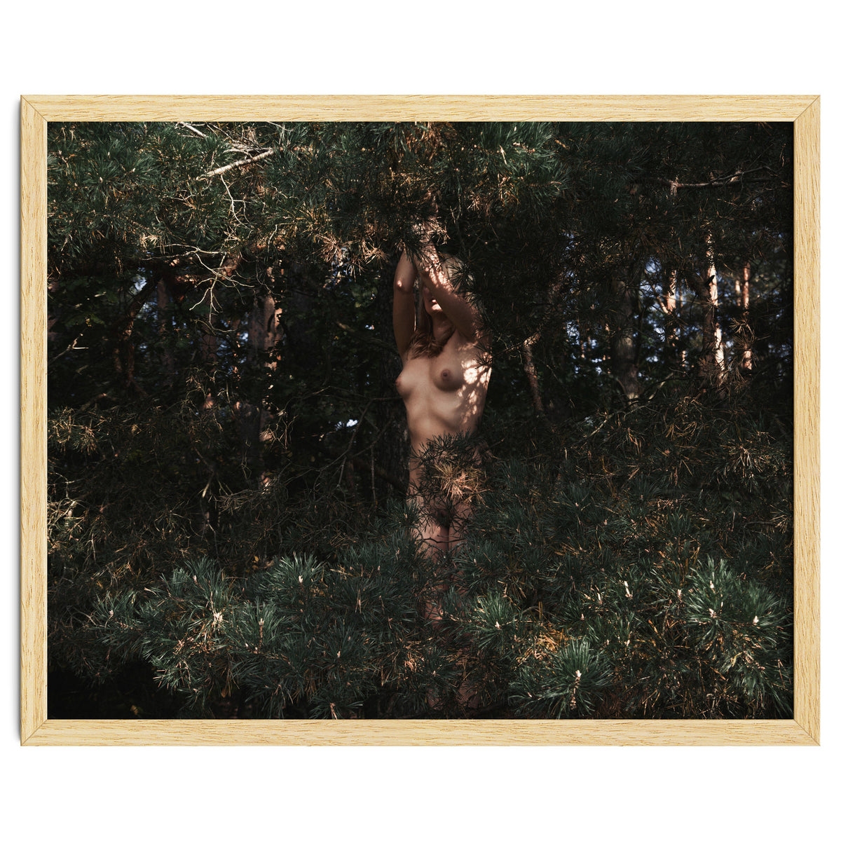 The Eyes of the Forest