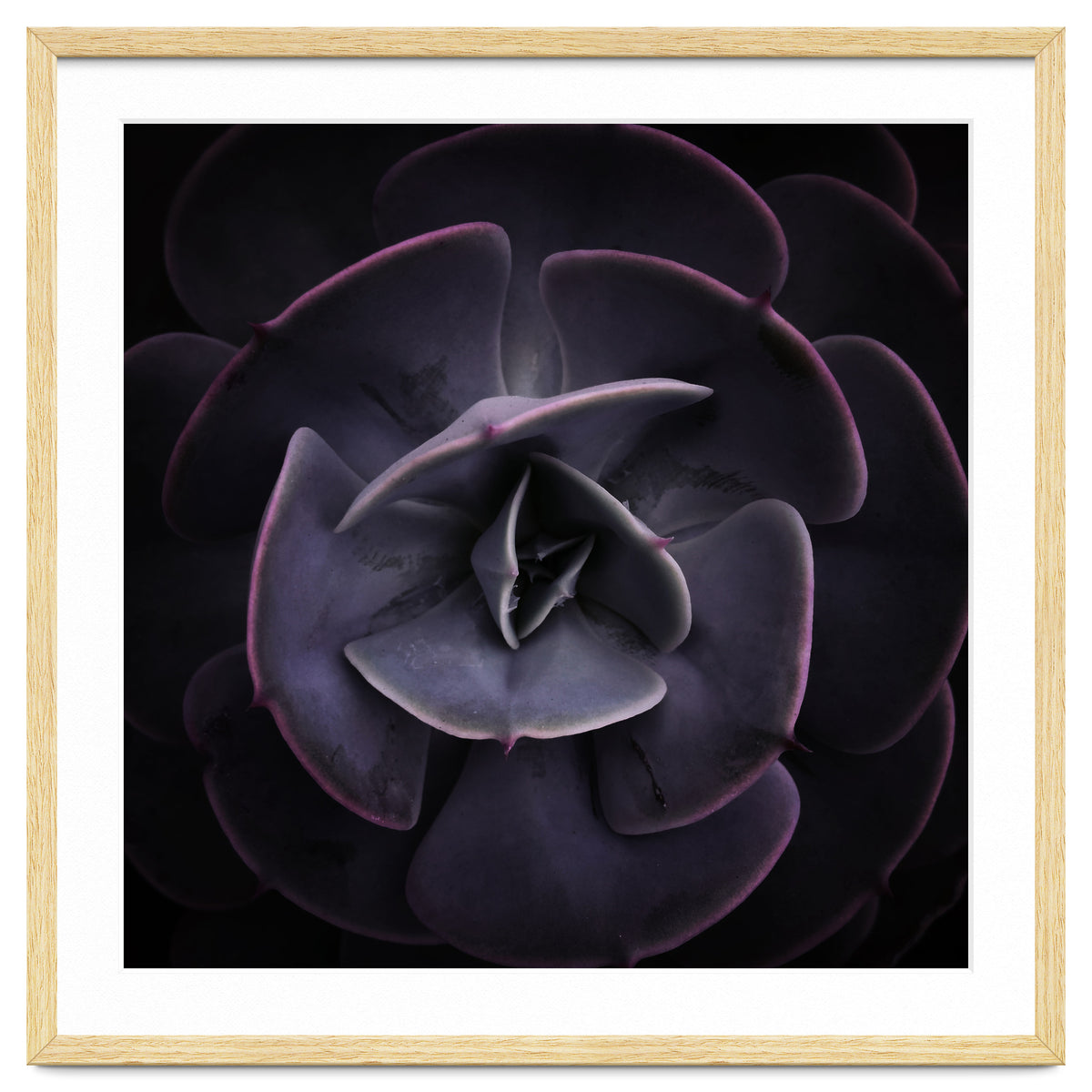 DARKSIDE OF SUCCULENTS VIII