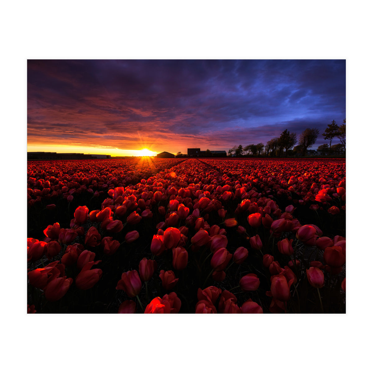 Red And Blue (Print Only)