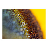 Bumblebee (Print Only) thumbnail
