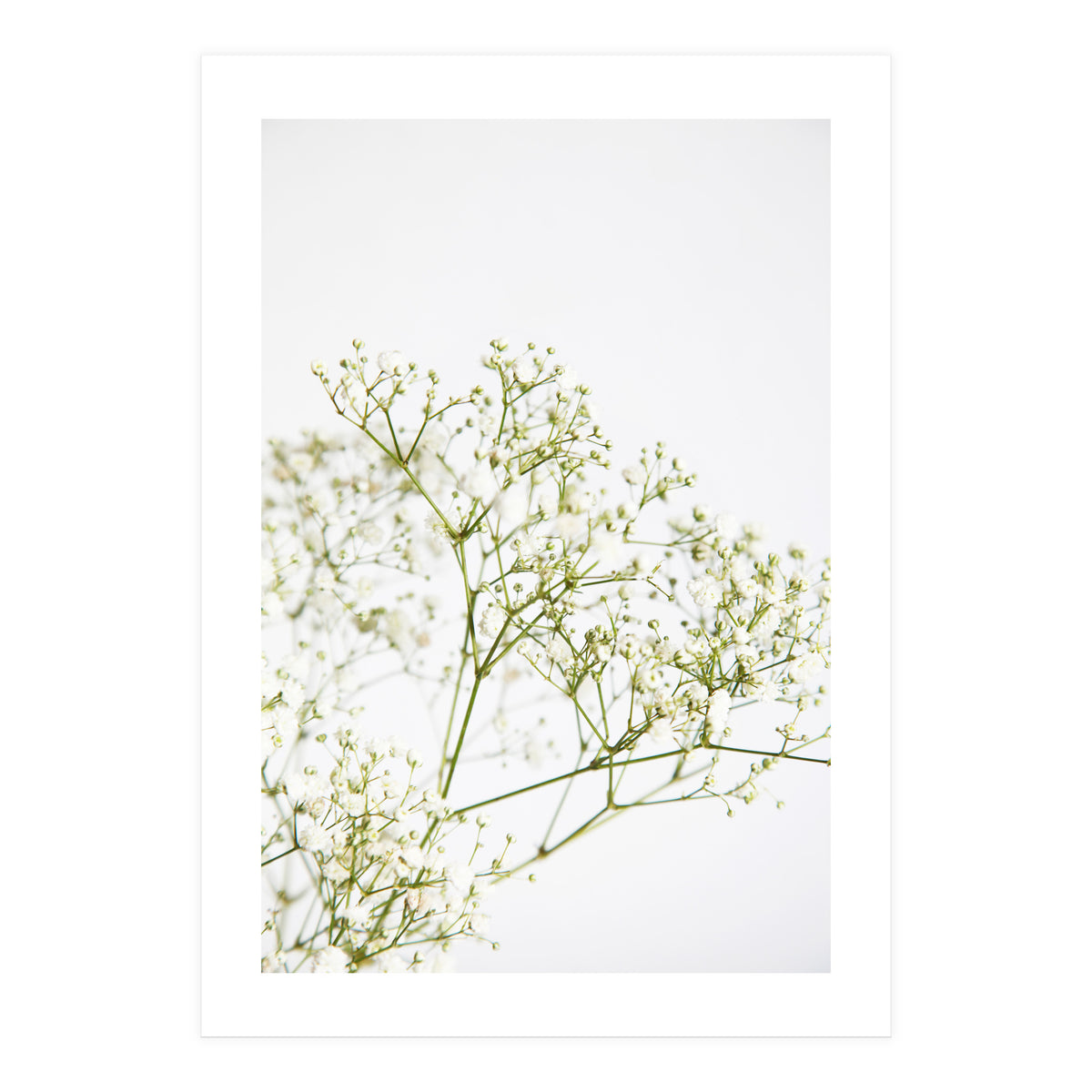 Flowers (Print Only)