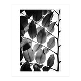 Branches and Leaves II (Print Only) thumbnail