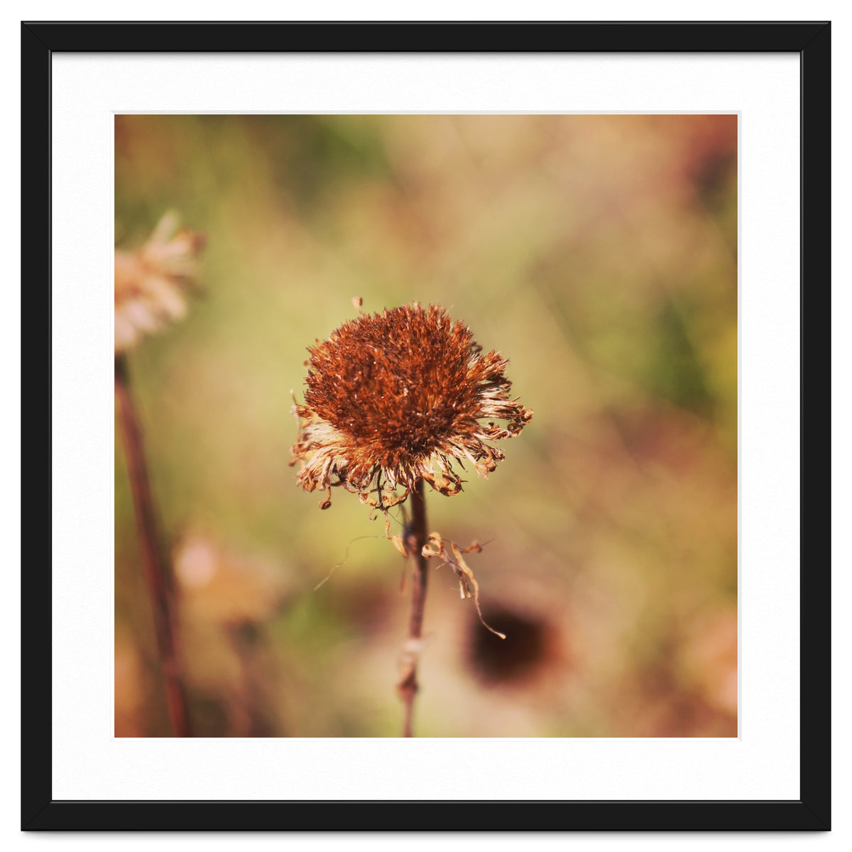 dried daisy