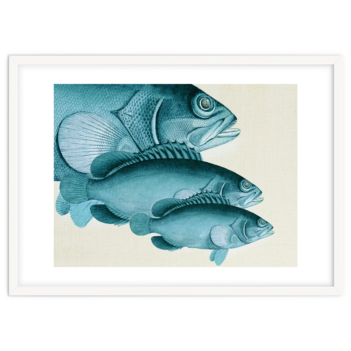 Fish Classic Designs 4