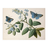 Butterflies Vintage Illustration (Print Only) thumbnail