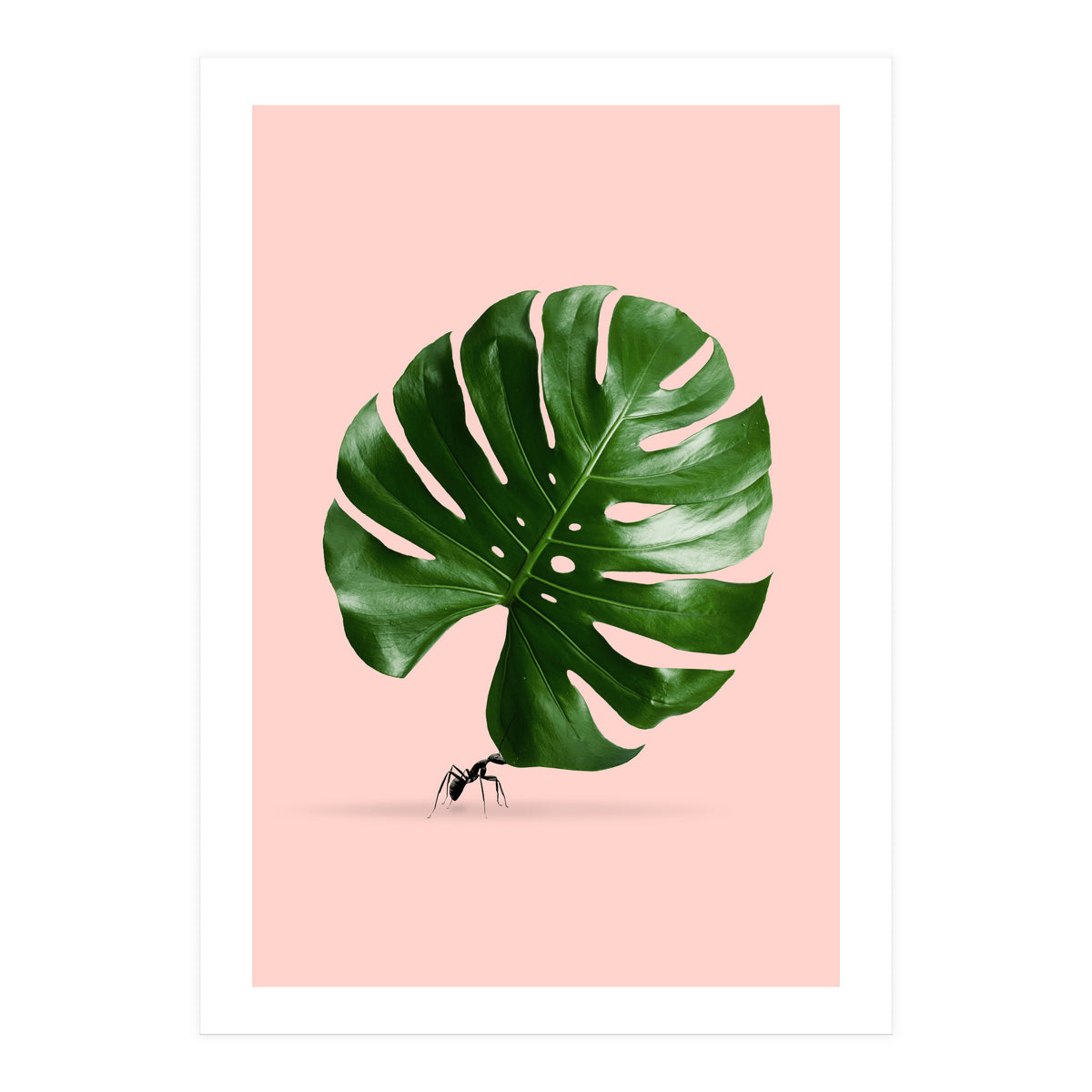Monstera Ant (Print Only)