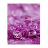 Drops in feathers (Print Only) thumbnail