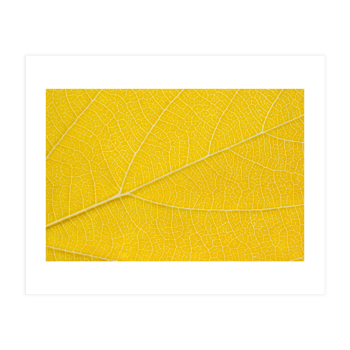 Autumn Leaf (Print Only)