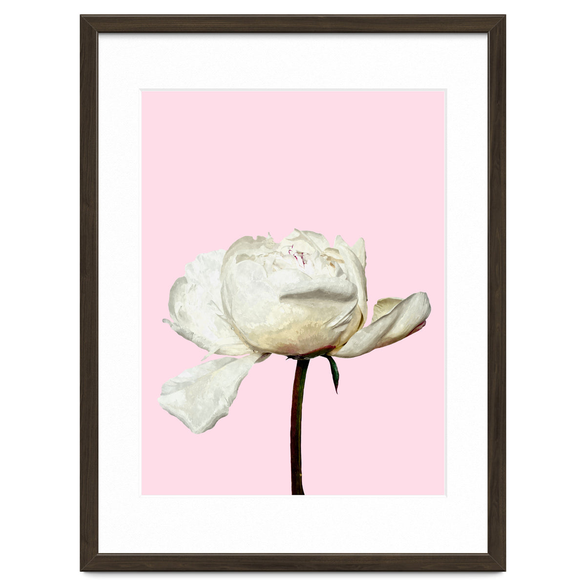 White Peony Pink Background