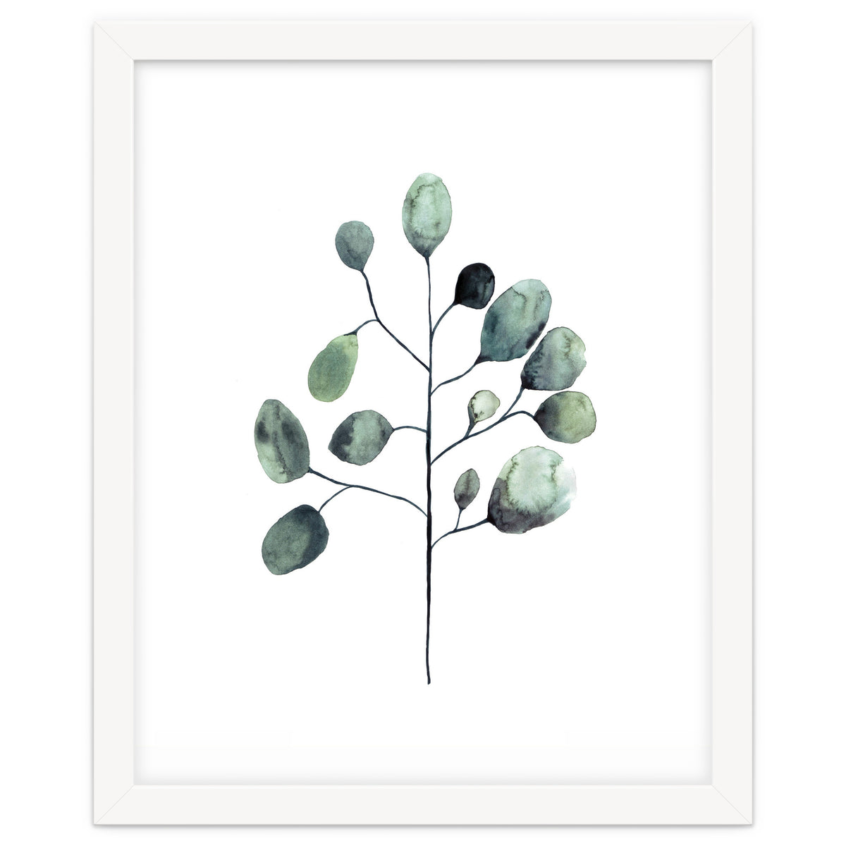 Botanical Illustration Eukalyptus